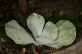 Cotyledon orbiculata RCP7-09 132.jpg